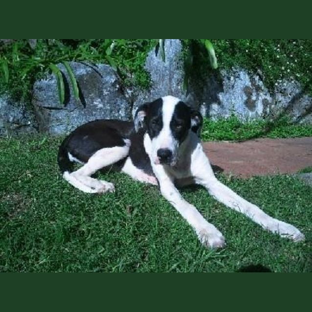 Photo of Chipsie (Rehomed)