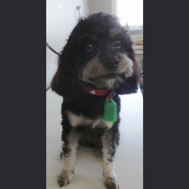 Photo of Coco
