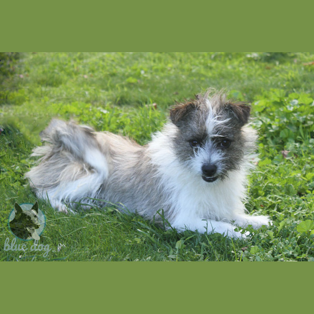 Photo of Murphy (D684)