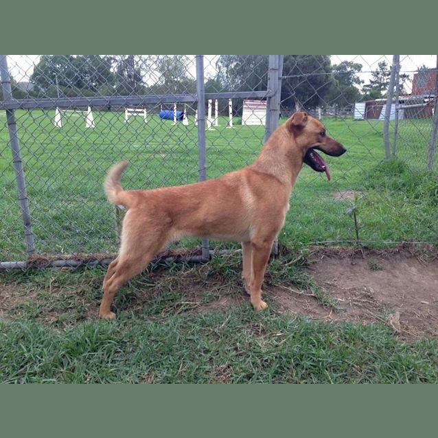 Photo of Memphis: 9 Month Old Female German Shep X 