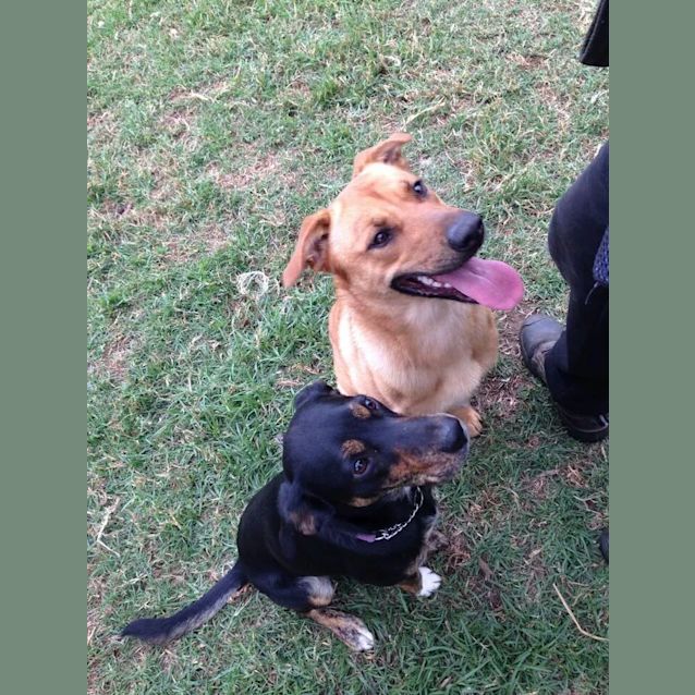 Photo of Memphis: 9 Month Old Female German Shep X 