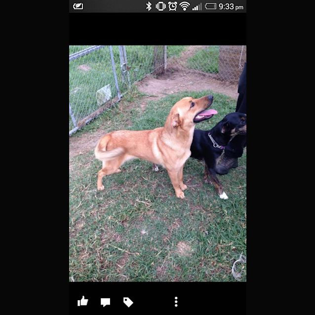 Photo of Memphis: 9 Month Old Female German Shep X 