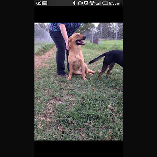 Photo of Memphis: 9 Month Old Female German Shep X 
