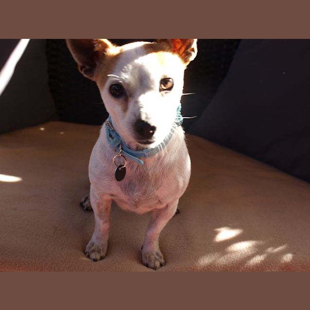 Photo of ***Peppa***