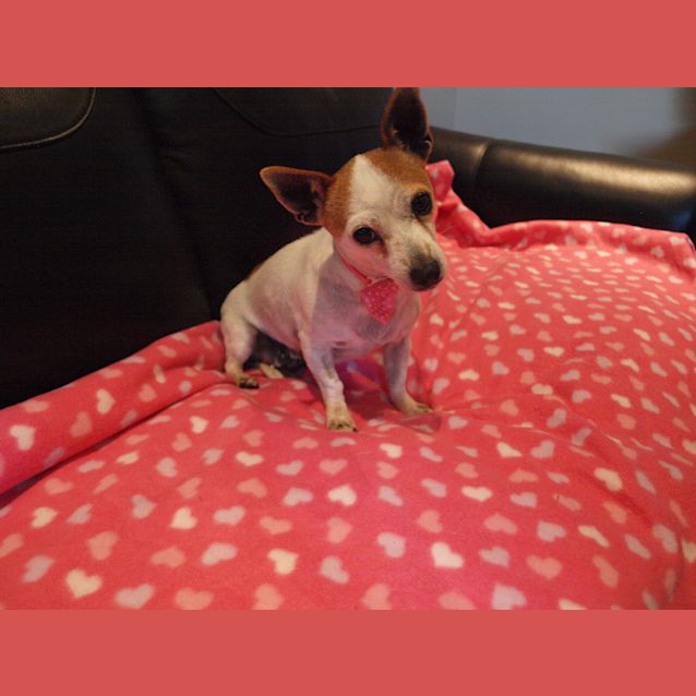 Photo of ***Peppa***