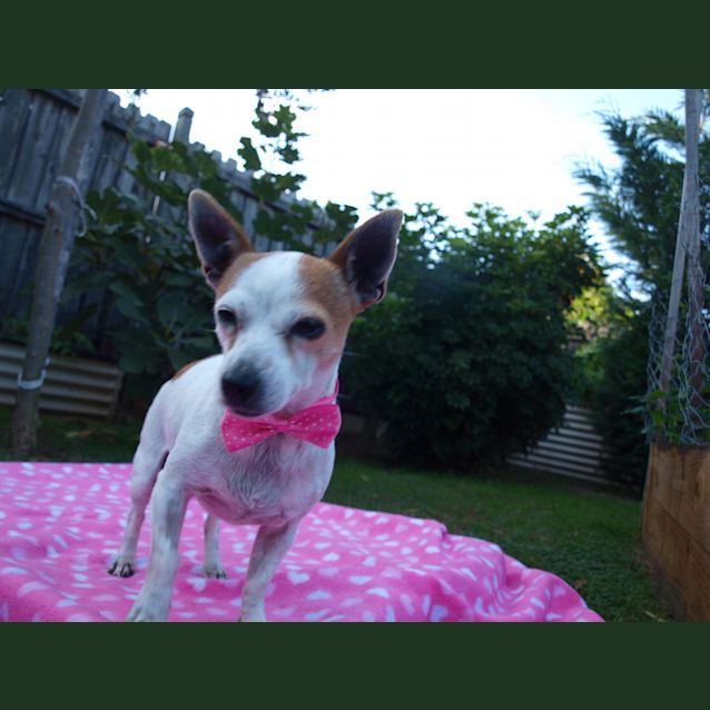 Photo of ***Peppa***