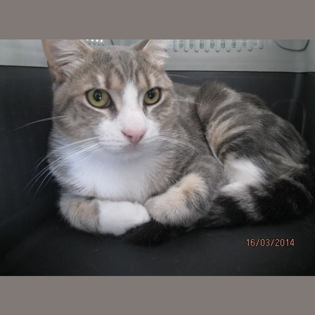 Photo of "Henry Warmheart"   Purrfect Match