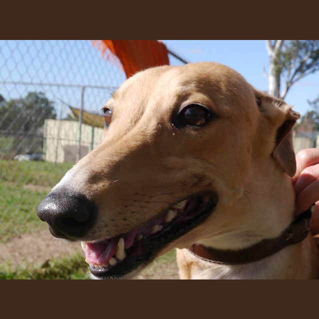 Photo of Pumpkin (On Trial)