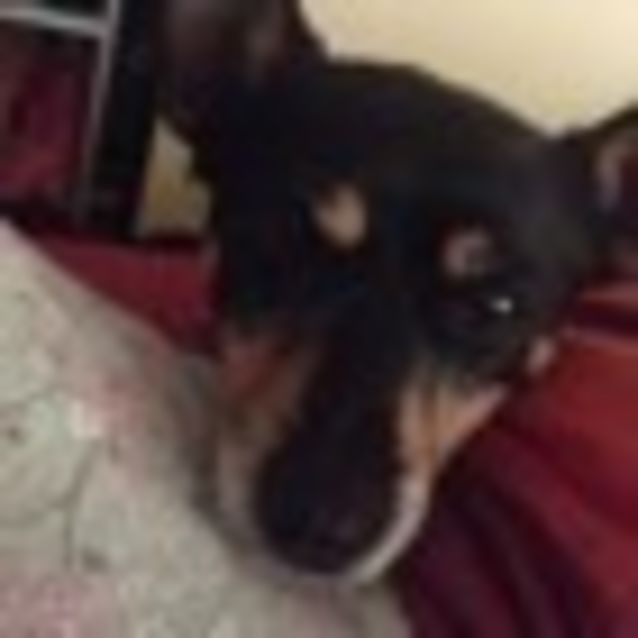 Photo of Molly 