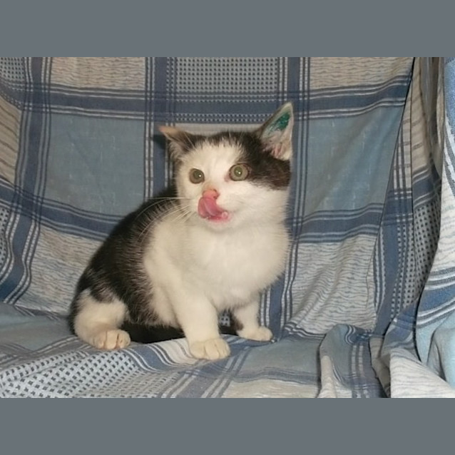 Photo of Cinders