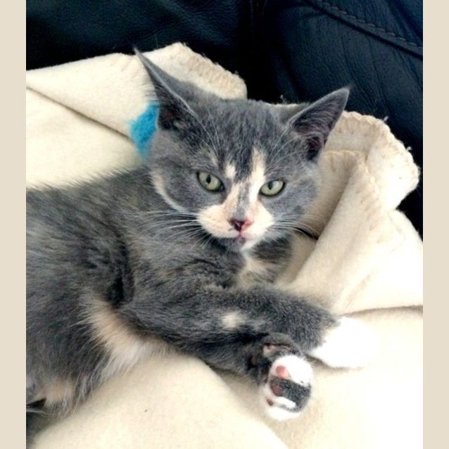 Photo of Molly