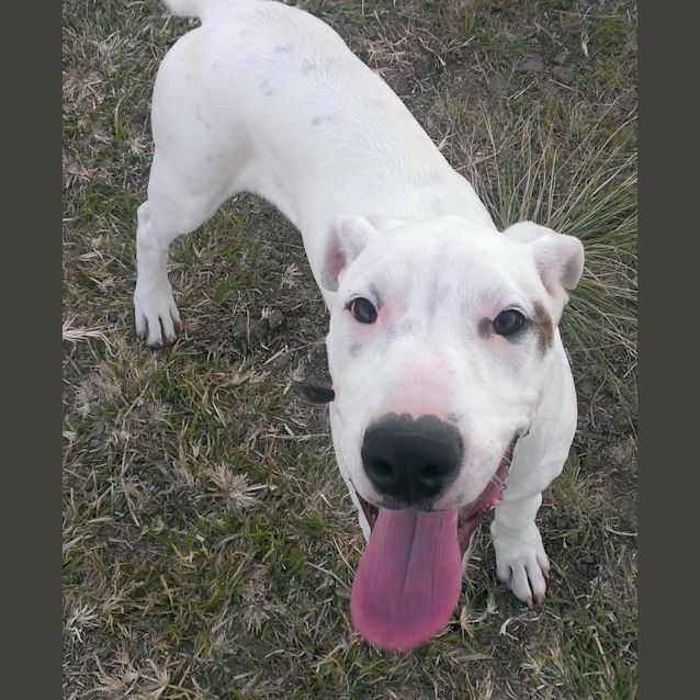 Photo of Casper (Adoption Pending)