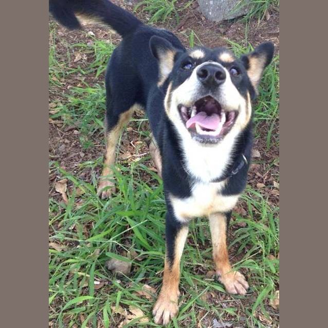 Photo of Chester (Adoption Pending)