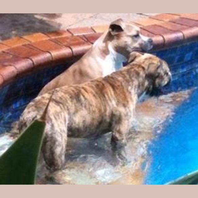 Photo of Clooney (Adoption Pending)