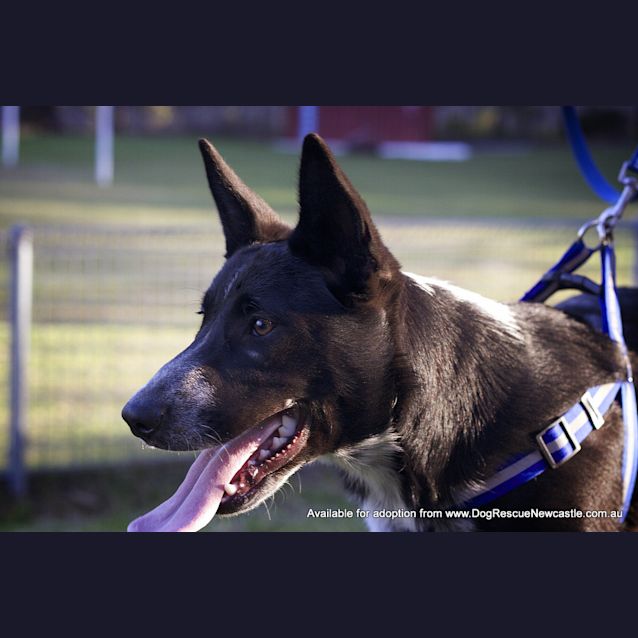 Photo of Banjo (On Trial With The Raaf 3/9/14)