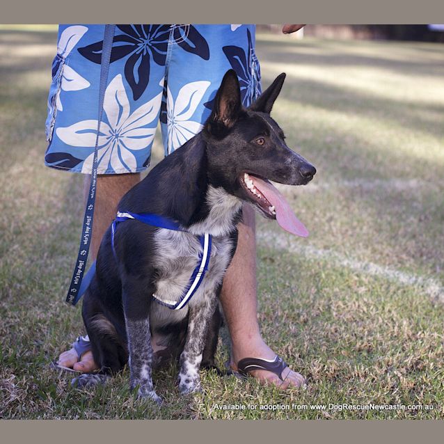 Photo of Banjo (On Trial With The Raaf 3/9/14)