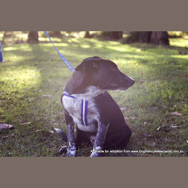 Photo of Banjo (On Trial With The Raaf 3/9/14)