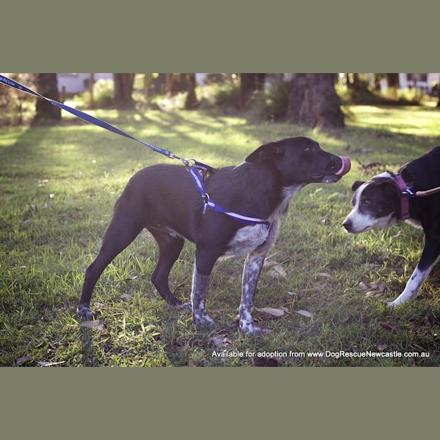 Photo of Banjo (On Trial With The Raaf 3/9/14)