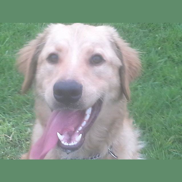 Photo of Chip