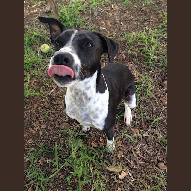 Photo of Digger (Adoption Pending)