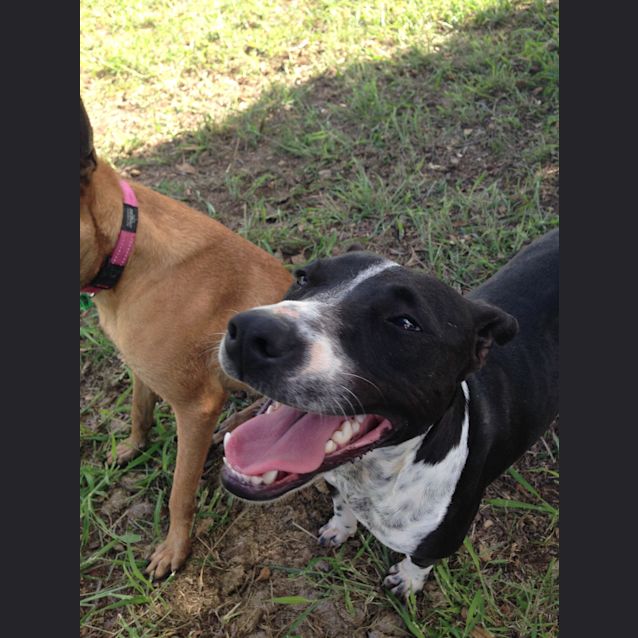 Photo of Digger (Adoption Pending)