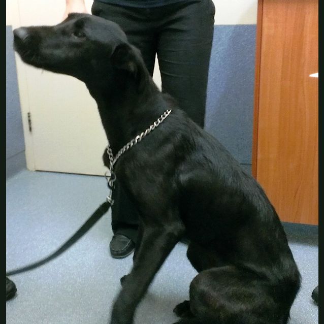 Photo of Ebony