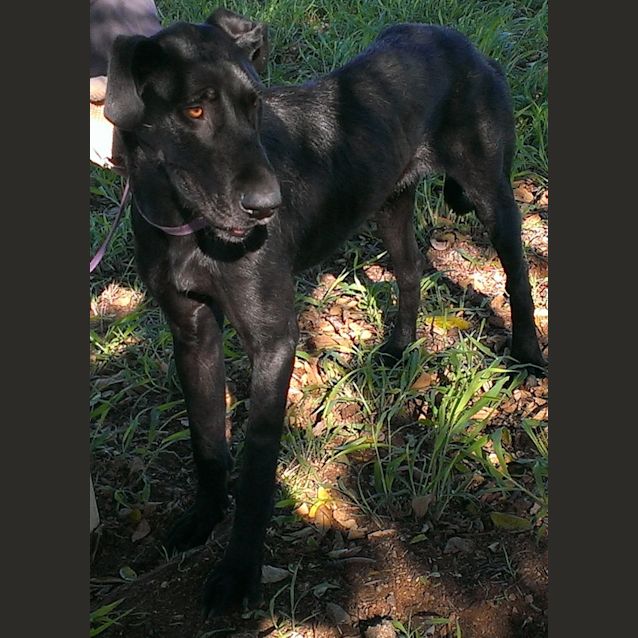 Photo of Ebony