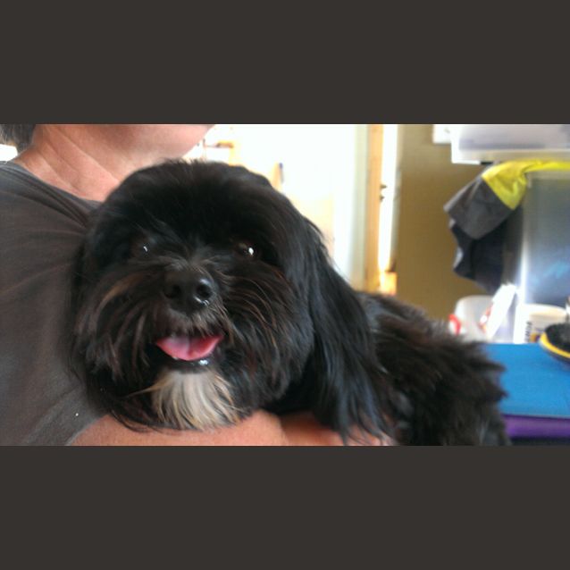 Photo of Jabba The Mutt