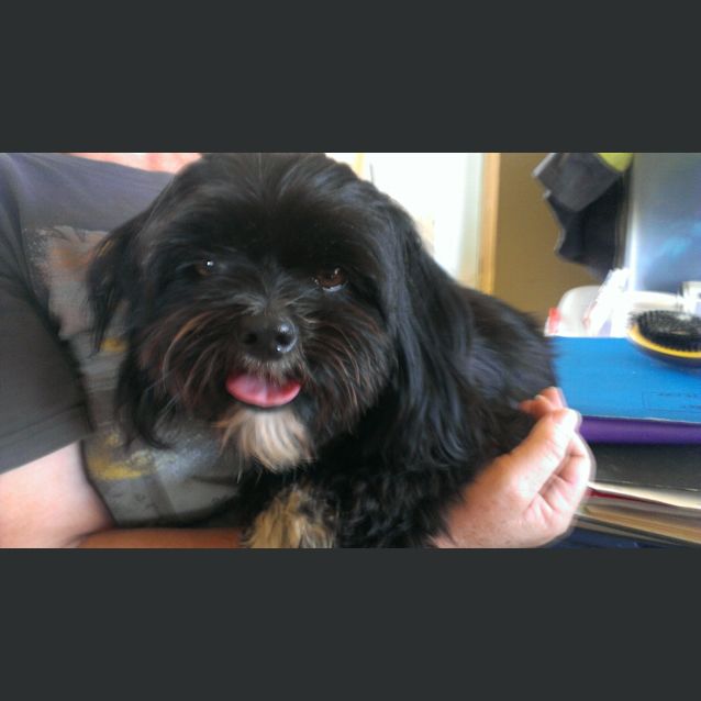 Photo of Jabba The Mutt