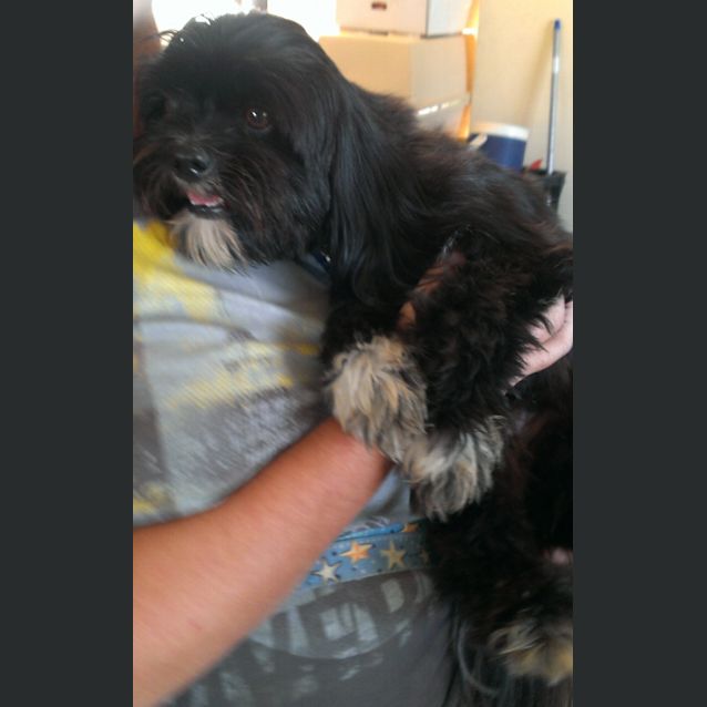 Photo of Jabba The Mutt