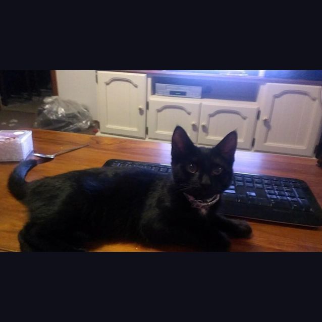 Photo of Nala