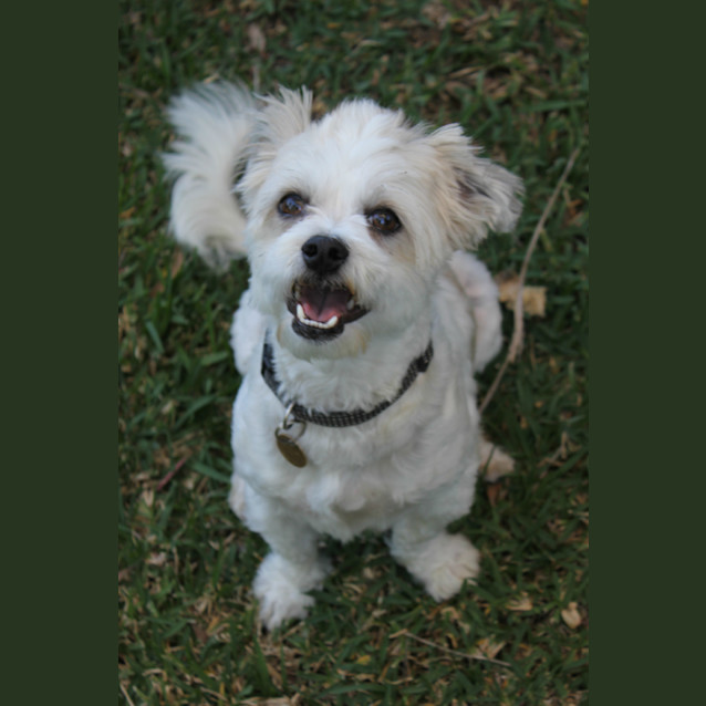Photo of Bailey