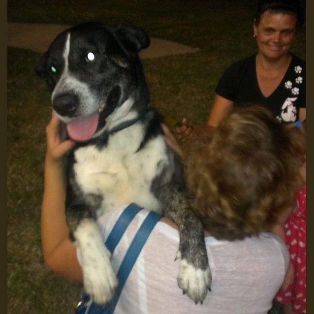 Photo of Morgan (Adoption Pending)