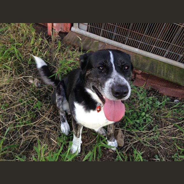 Photo of Morgan (Adoption Pending)