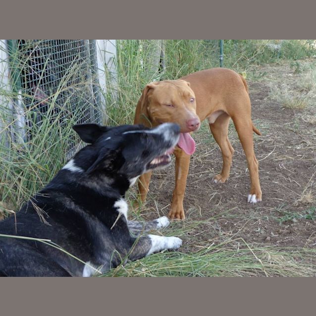 Photo of Morgan (Adoption Pending)