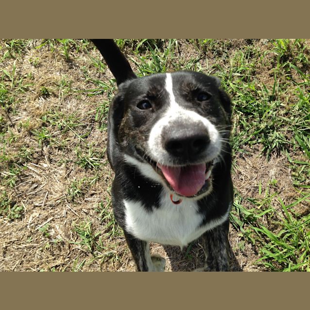 Photo of Morgan (Adoption Pending)