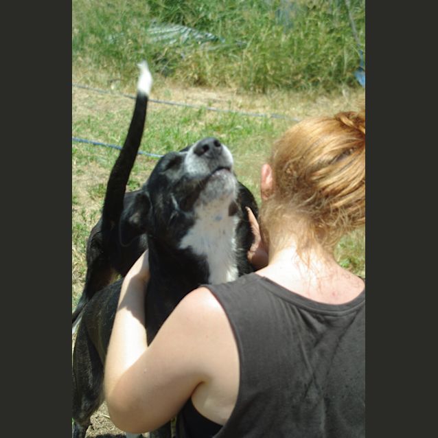 Photo of Morgan (Adoption Pending)