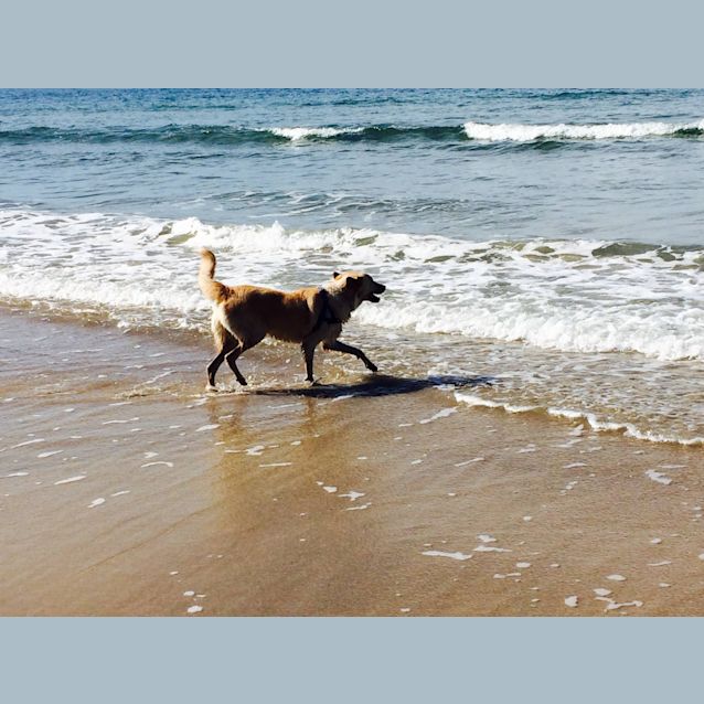 Photo of Nala