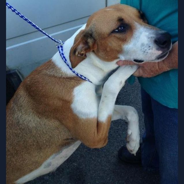 Photo of Sahara (Adoption Pending)