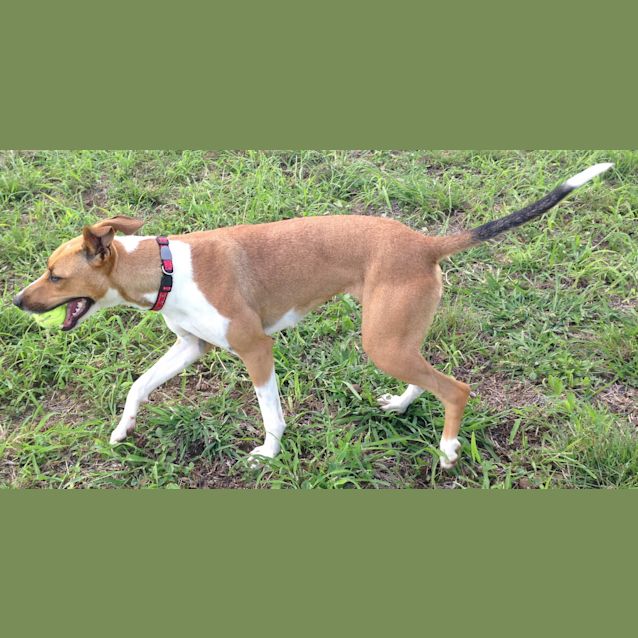 Photo of Sahara (Adoption Pending)