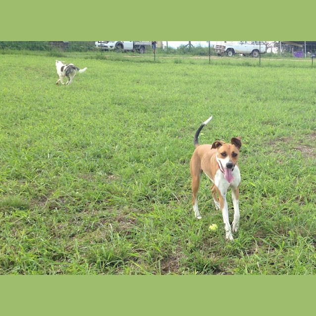 Photo of Sahara (Adoption Pending)