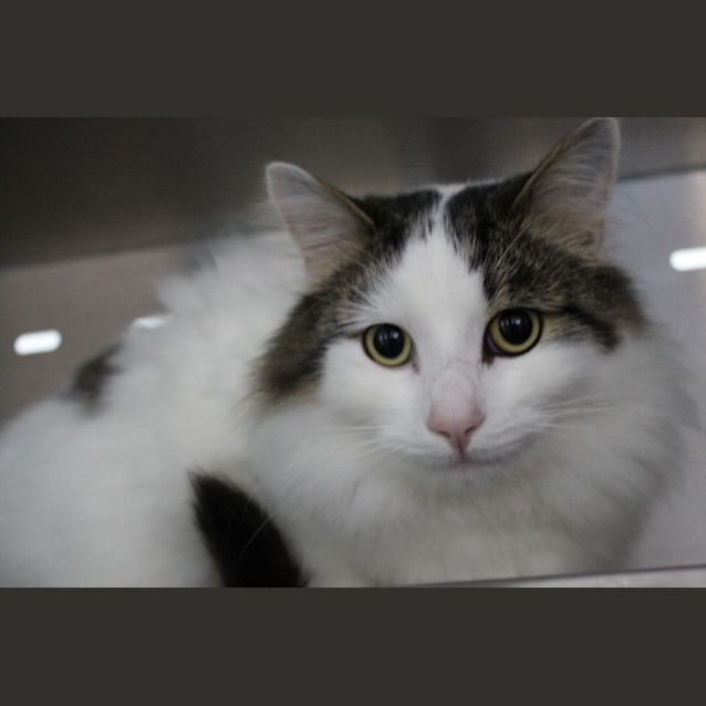 Photo of Ninja