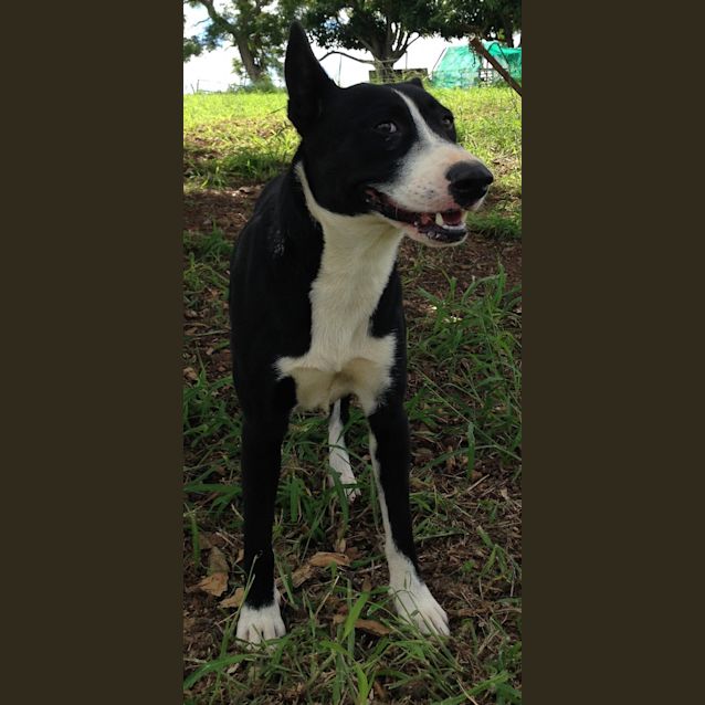 Photo of Toohey (Adoption Pending)