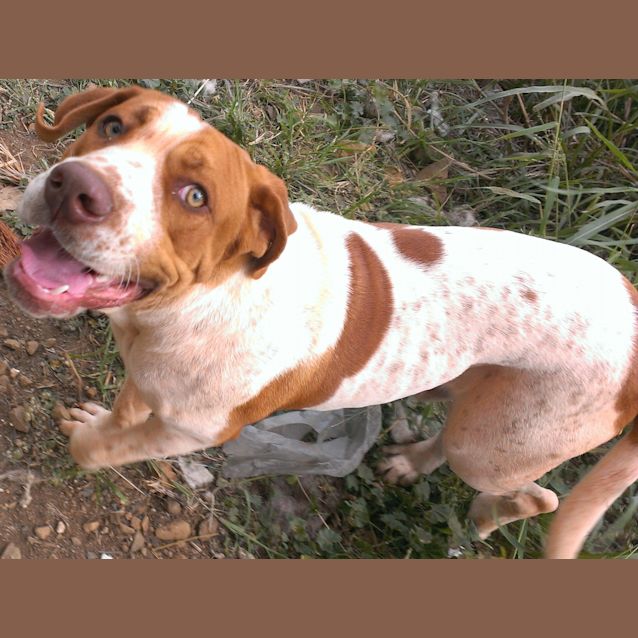 Photo of Trooper