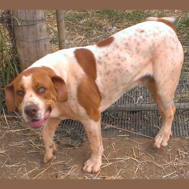 Photo of Trooper