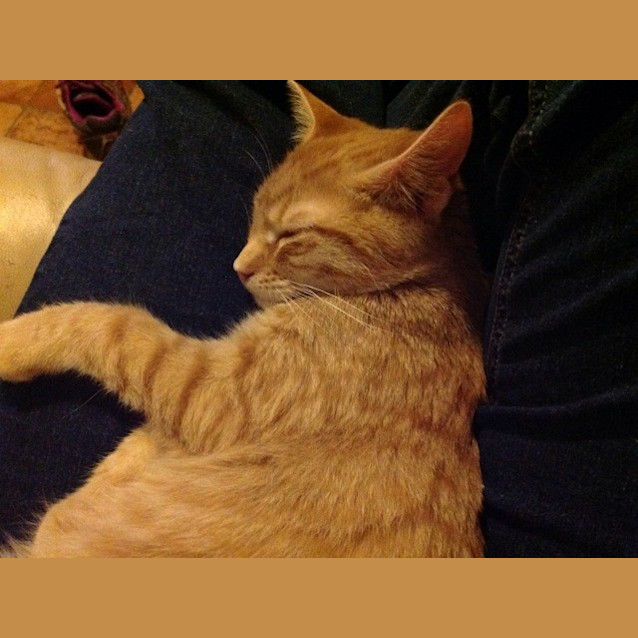 Photo of Mufasa