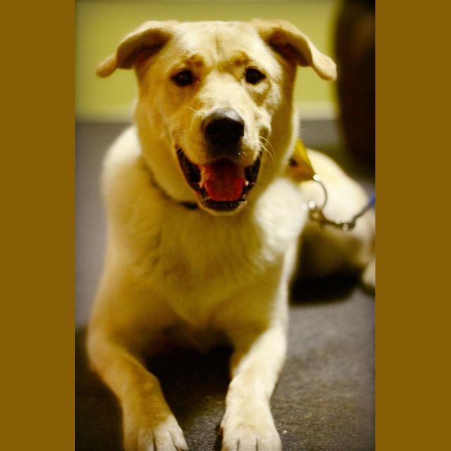 Photo of Toby