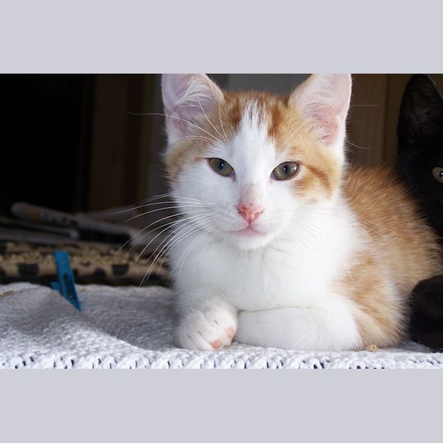 Photo of Bowie Located Albury