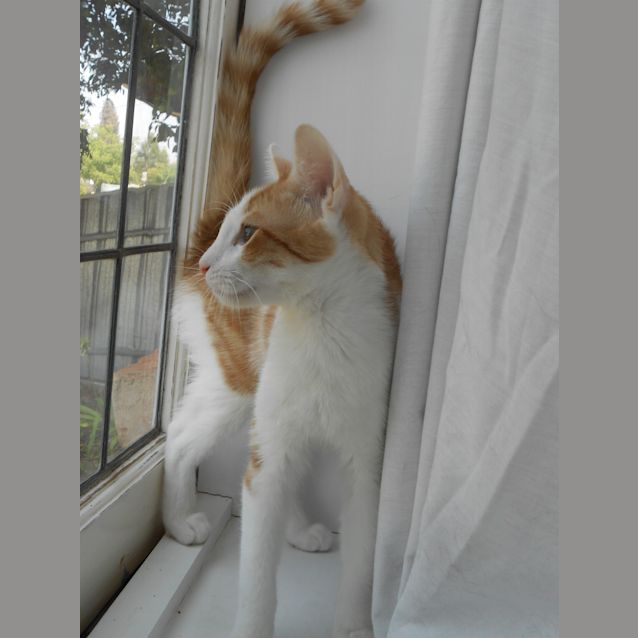 Photo of Bowie Located Albury