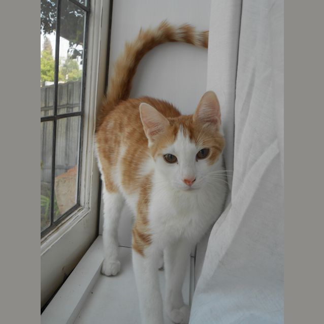 Photo of Bowie Located Albury